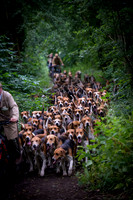 Morning Hounds