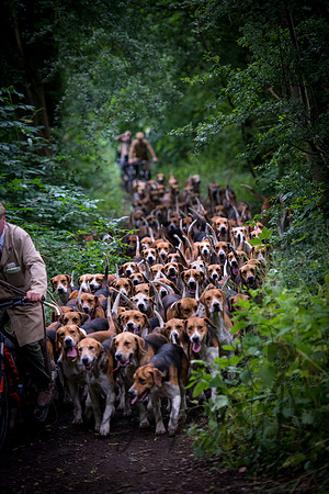 Morning Hounds