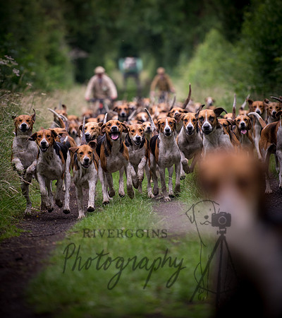 Belvoir Hounds Morning Routine