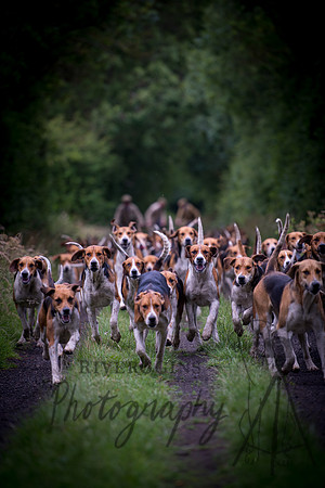 Charging Hounds