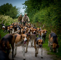 Hounds Exercise