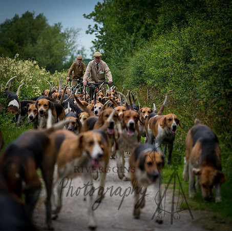 Hounds Exercise