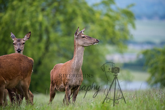 _RIV6718