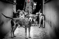 Hunting Portfolio